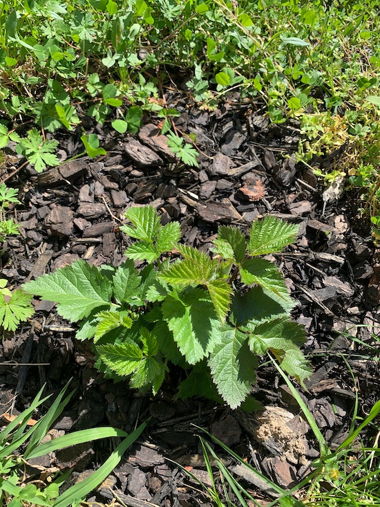 Garden, blackberry 