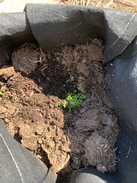 Garden, carrot