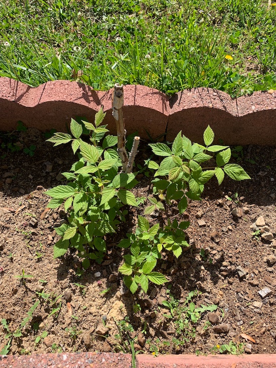 Garden, raspberry